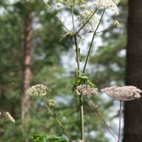 Angelica, Wild Angelica